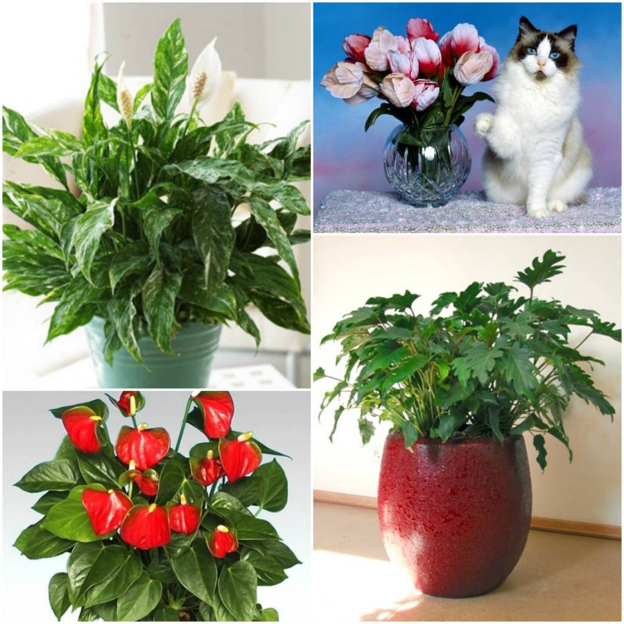 Распространенные домашние цветы