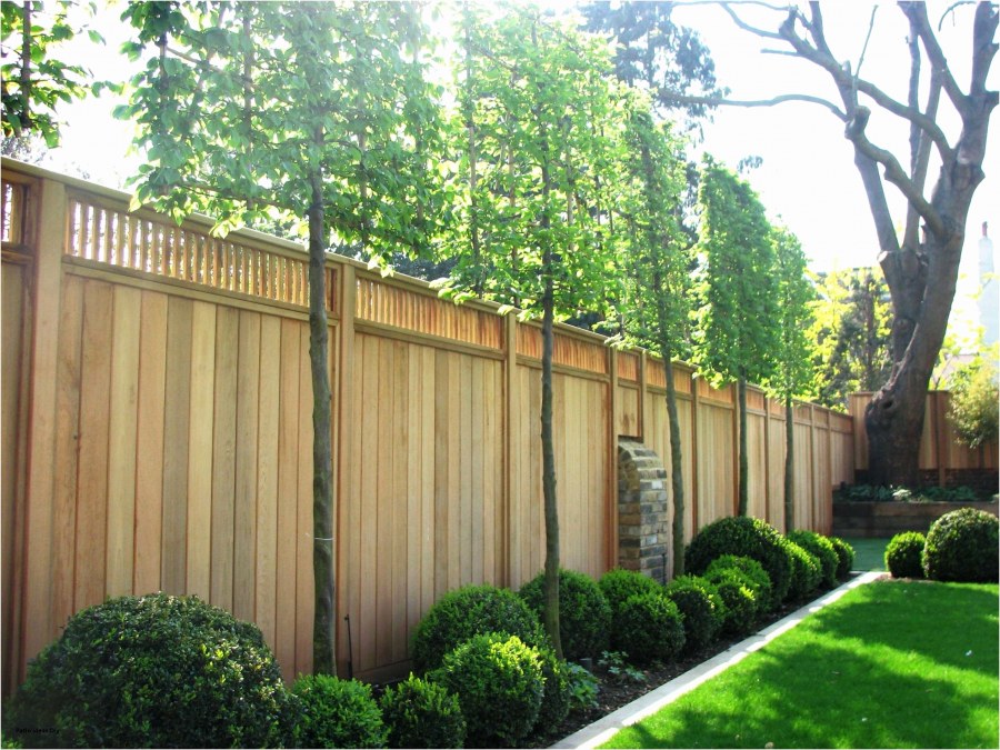 Деревья на даче вдоль забора