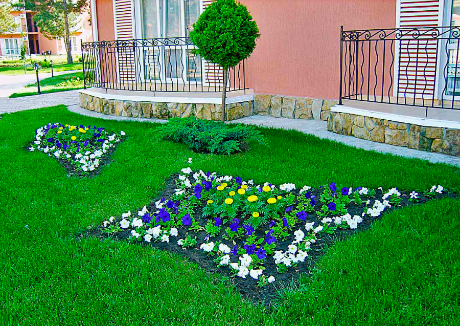 Газонные цветы