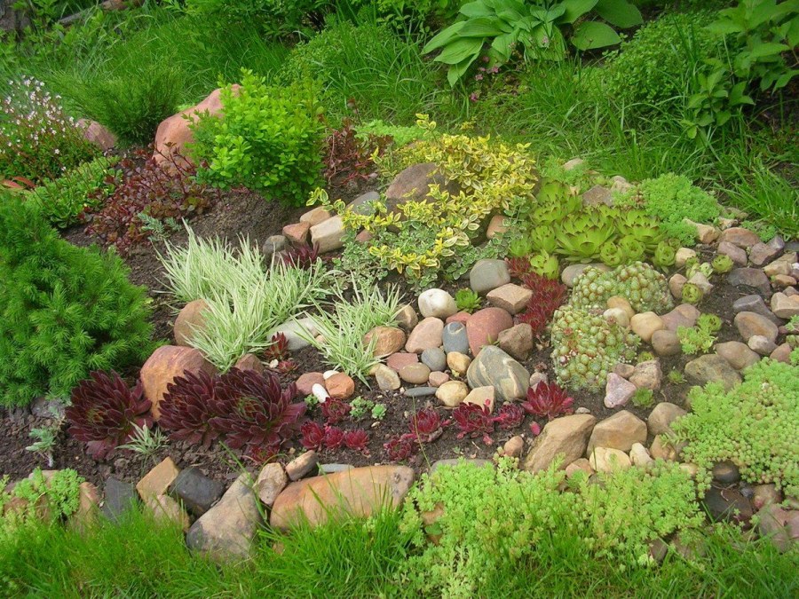 Растения альпинарии, Альпийская горка