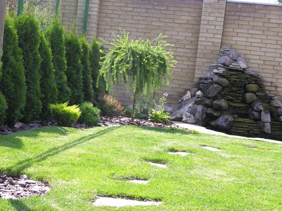 Спиральные туи в ландшафте