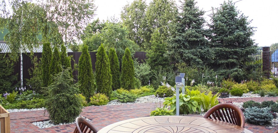 Туи на даче 6 соток