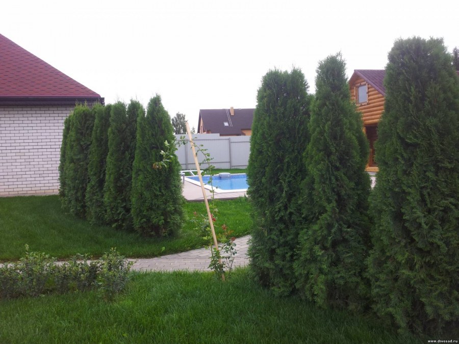 Старая туя на дачном участке