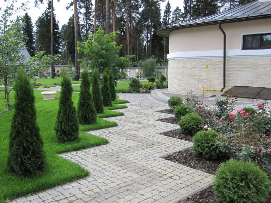 Хвойники вдоль садовой дорожки