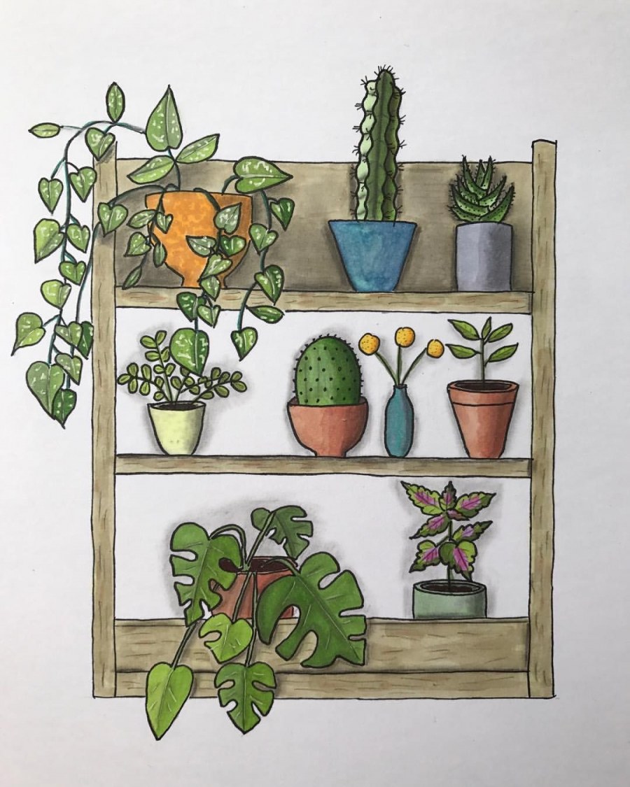 Комнатные растения иллюстрации
