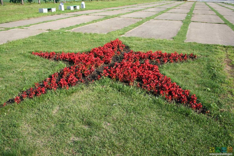 Клумба в виде звезды