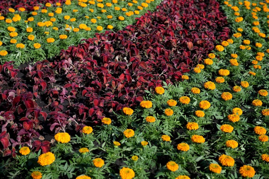 Цветочные часы клумба