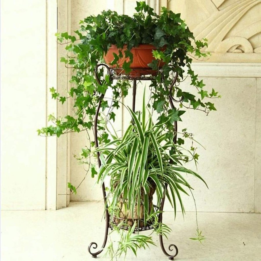 Хлорофитум и плющ в одном горшке