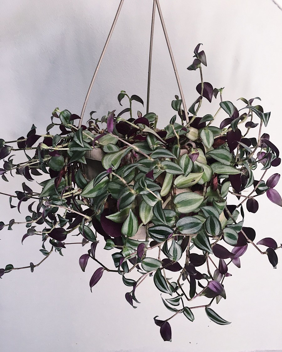 Ампельные растения в интерьере