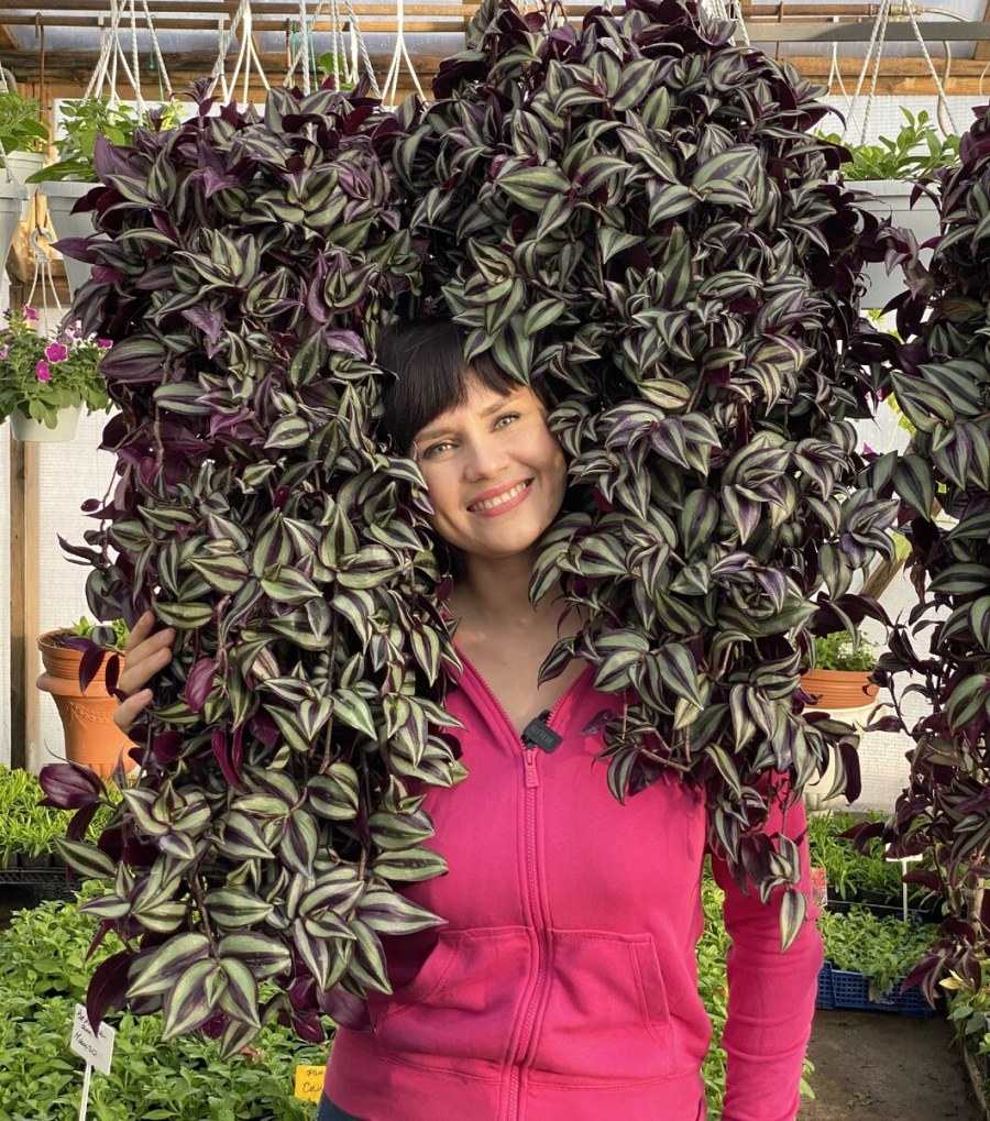 Традесканция зебрина Tradescantia Zebrina