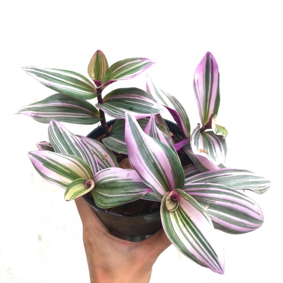 Традесканция Лиана