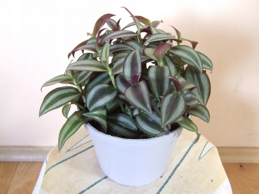 Фикус Хойя плетущийся