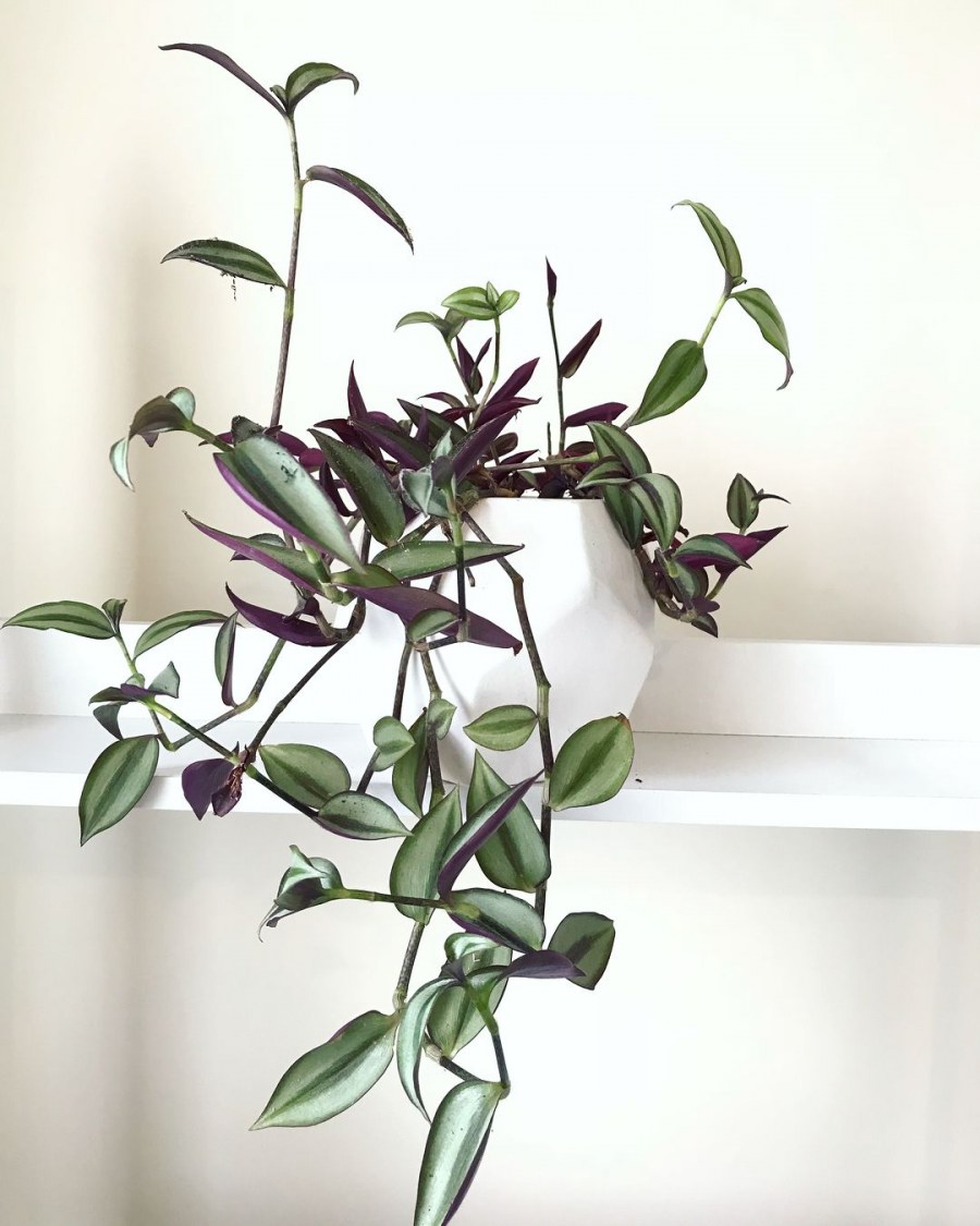 Хлорофитум напольный