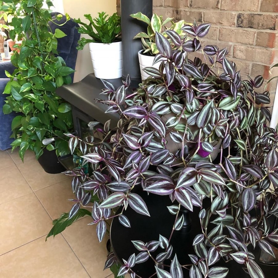 Традесканция ладьевидная