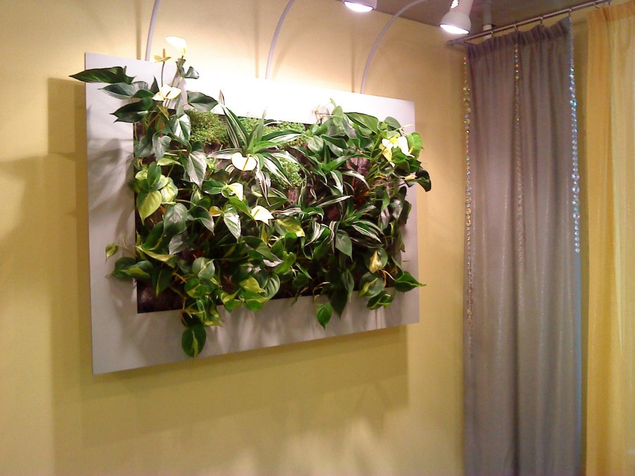 Семейное счастье цветок висячий