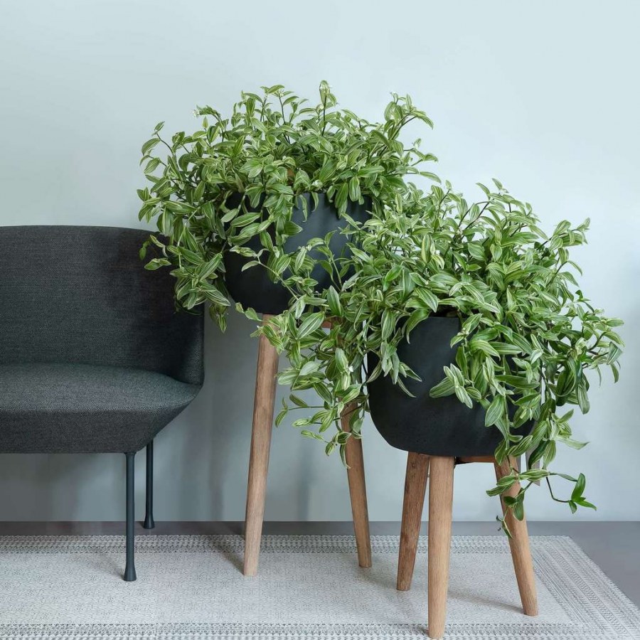 Традесканция в интерьере