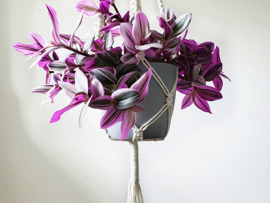 Цветок гибискус традесканция