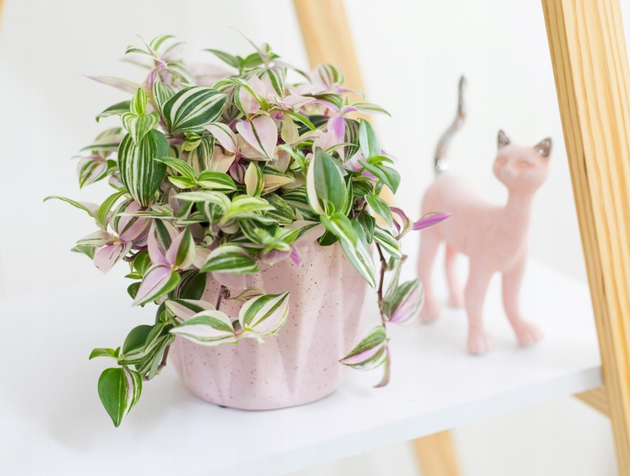 Традесканция зебрина