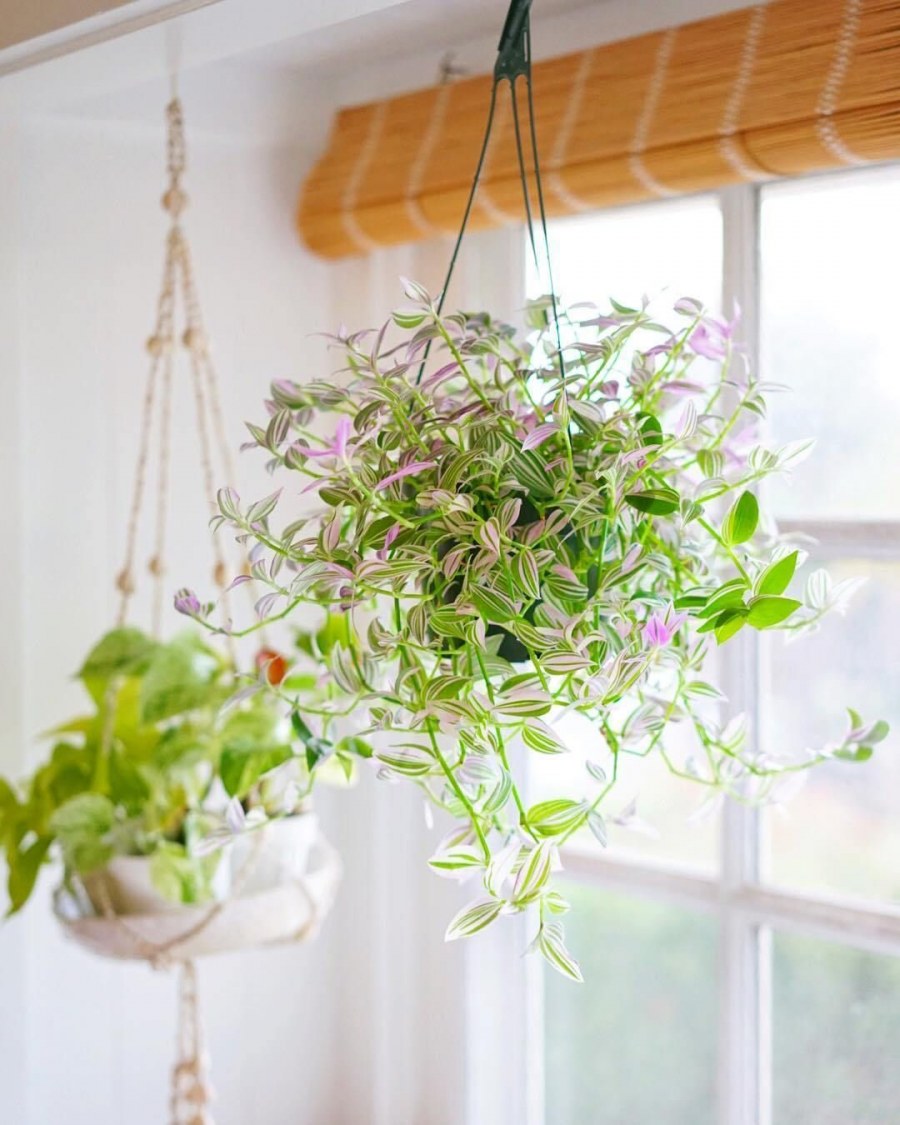 Традесканция фитостена