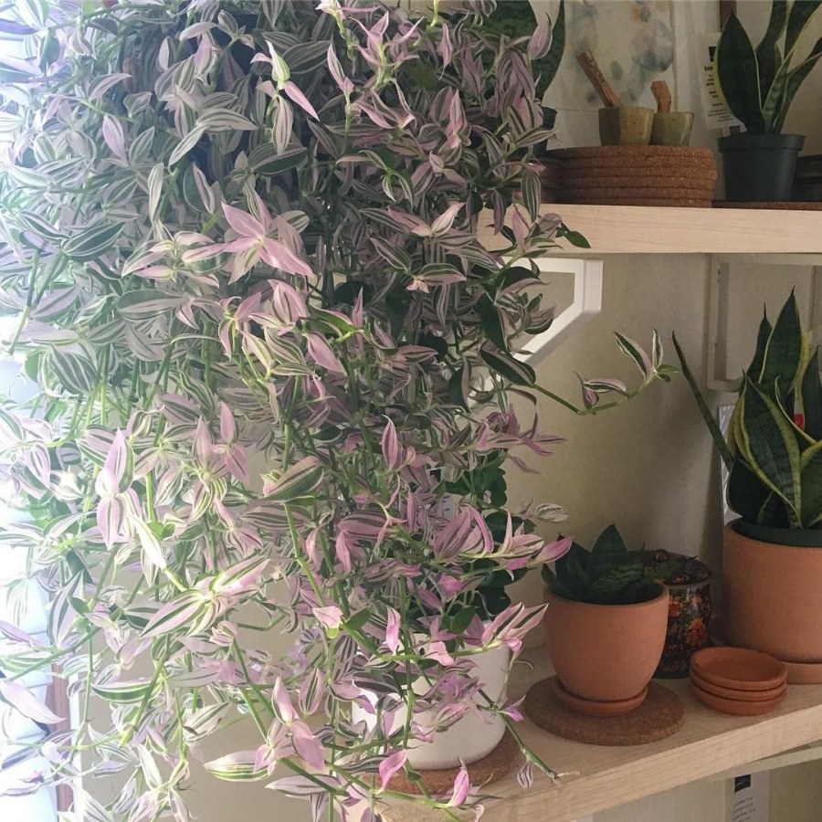 Хлорофитум в интерьере