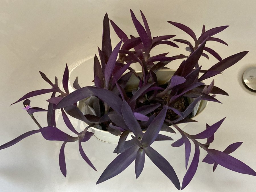 Антуриум фитостена