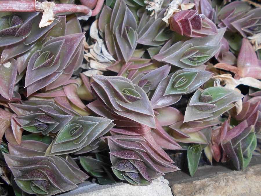 Традесканция толстянковая