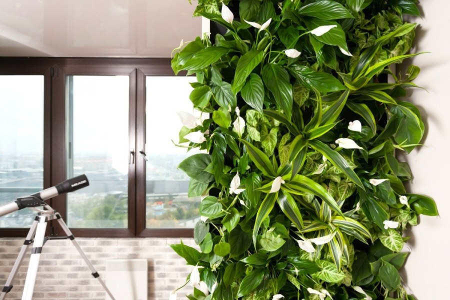 Традесканция Паллида