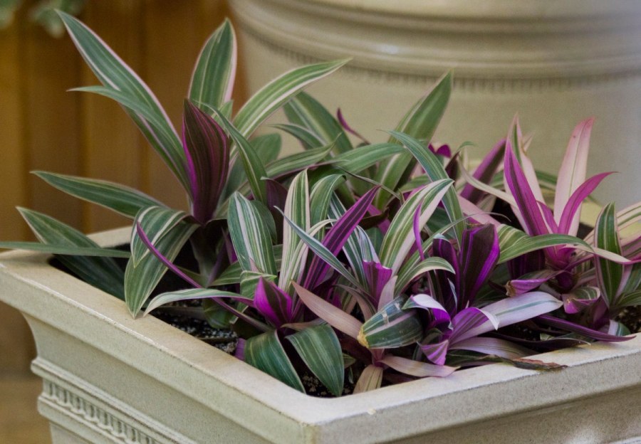 Спатифиллум фитостена