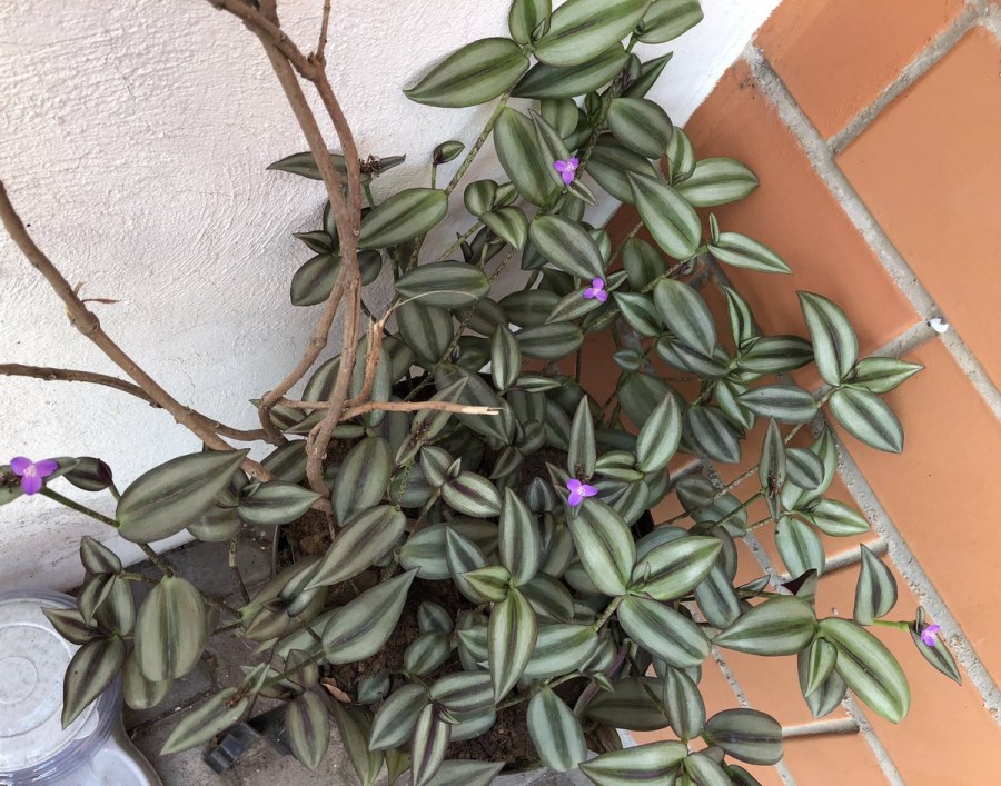 Традесканция дарк Грин