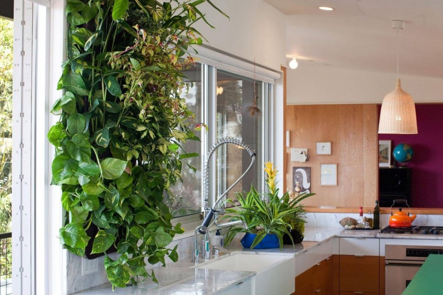 Лиана сциндапсус на стене