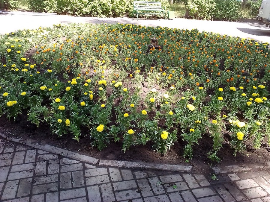 Цветочные клумбы в Ясной Поляне