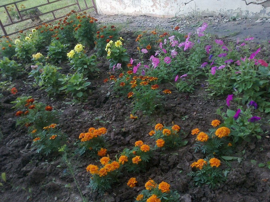 Чехия Лазны Подобрады цветочные часы