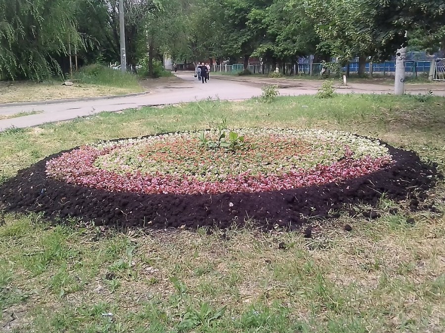 Украсить цветник полынью