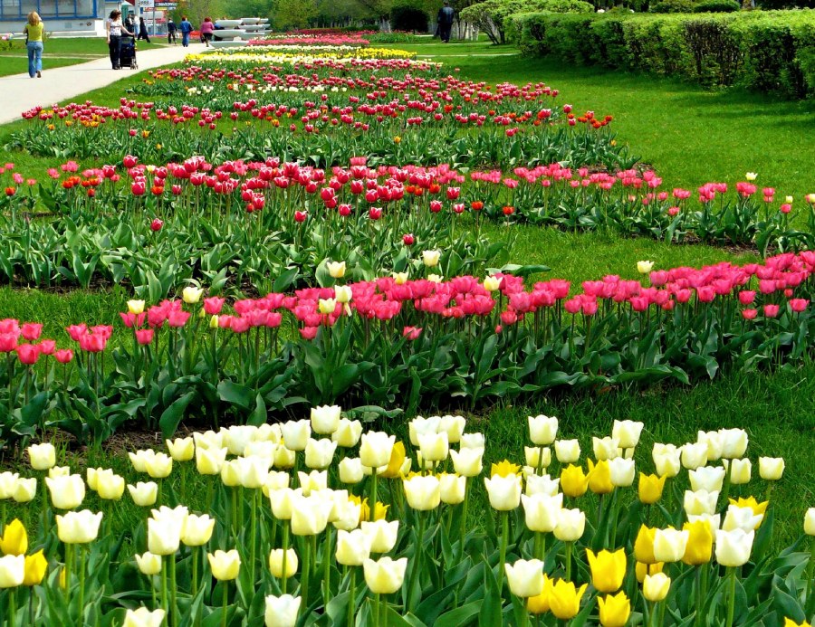 Цветочные клумбы Ярославля