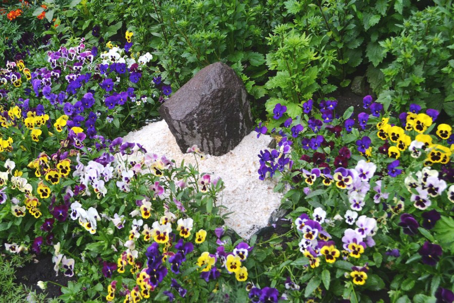 Ейск цветы газонные