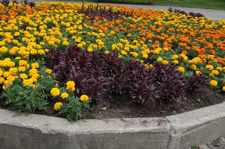 Клумбы в Узбекистане