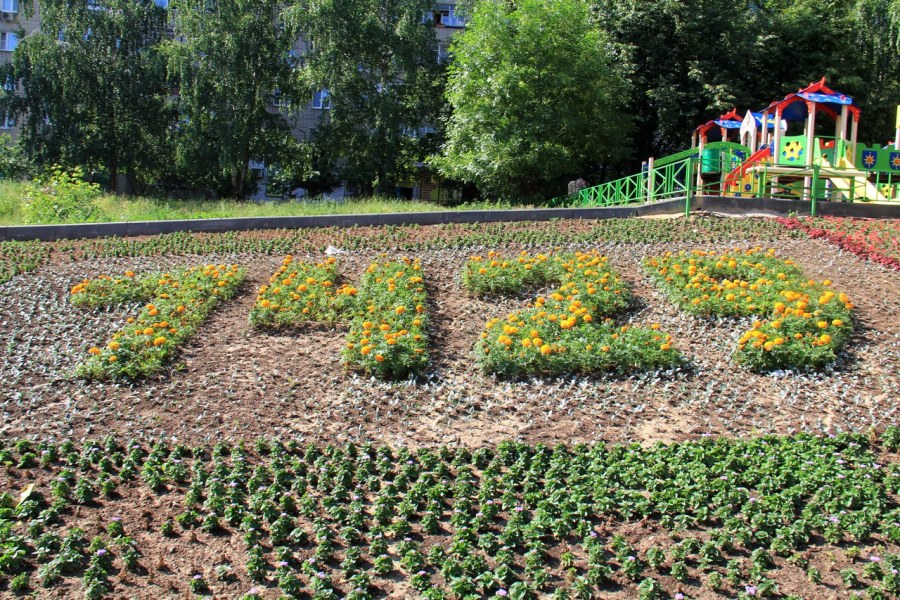 Моноклумба бархатцы