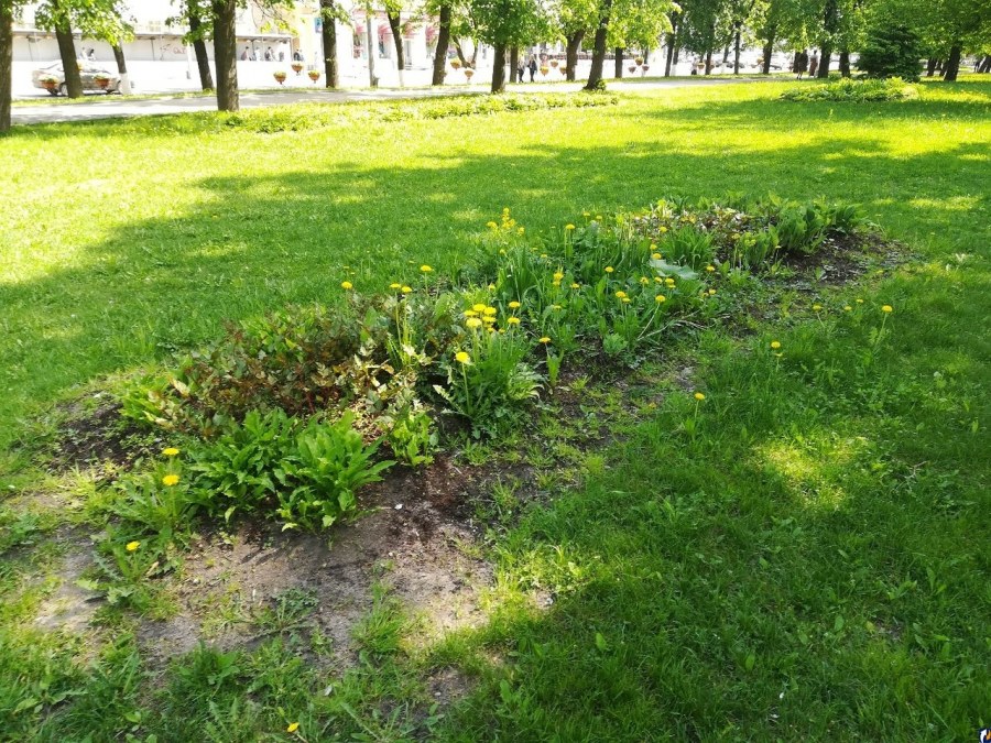 Сажают цветы в Алматы