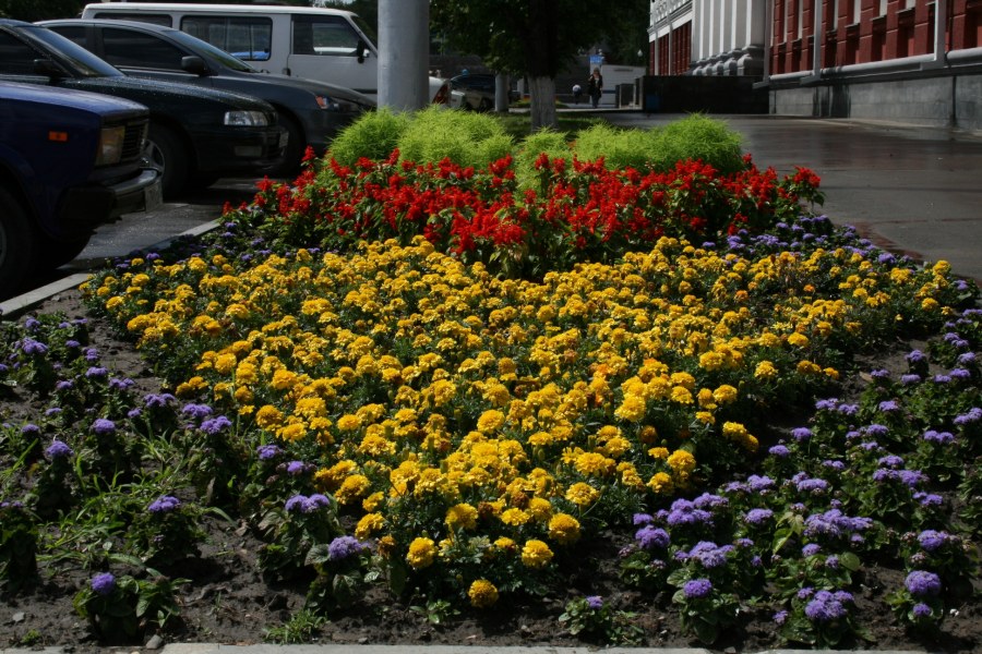 Картошка в клумбе