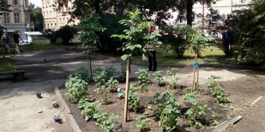Клумба в патриотическом стиле