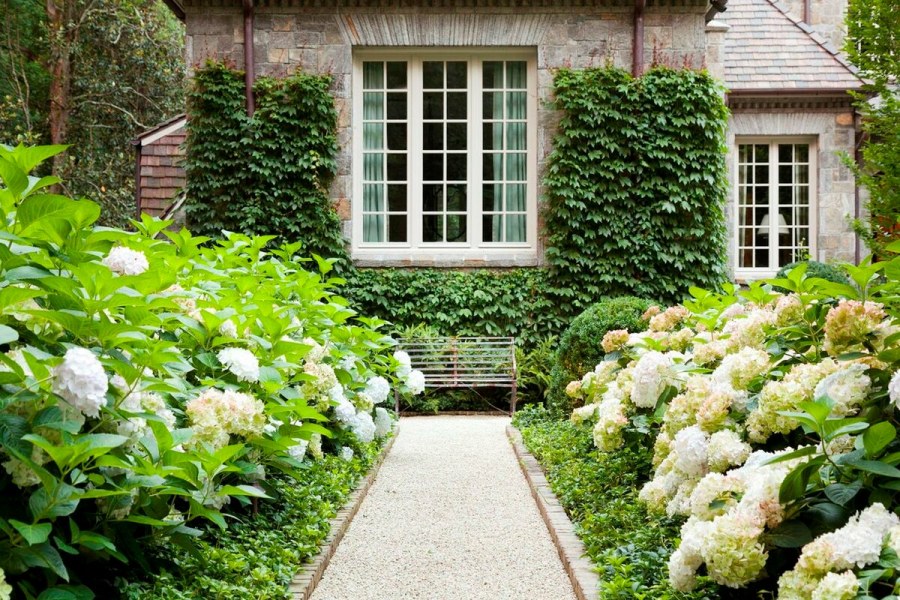 Гортензия Долли в саду