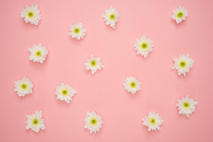 Розовые ромашки на желтом фоне
