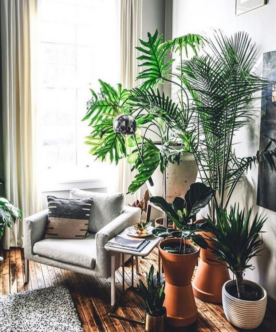 Комнатные растения в интерьереинтерь