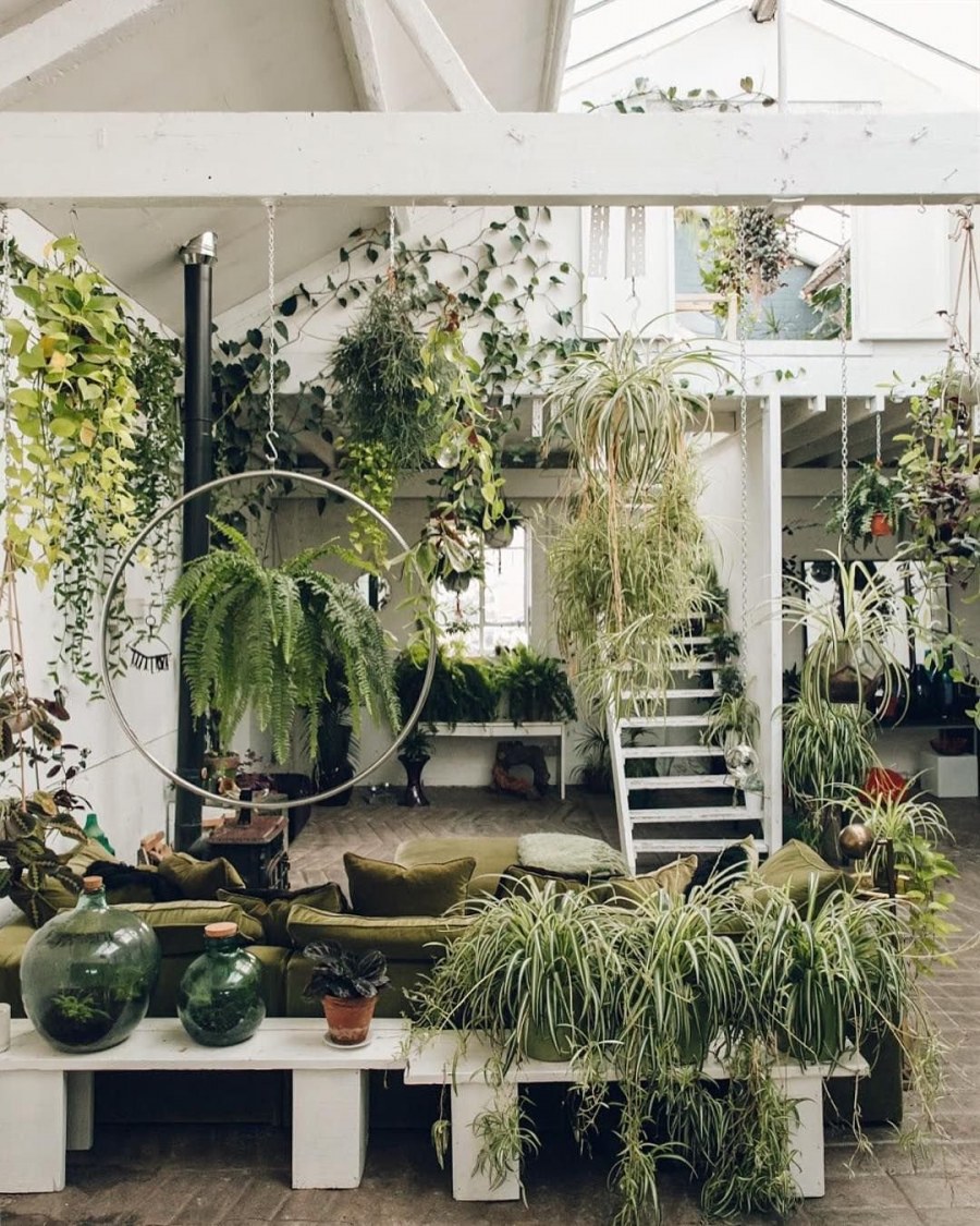 Фитодизайн монстера