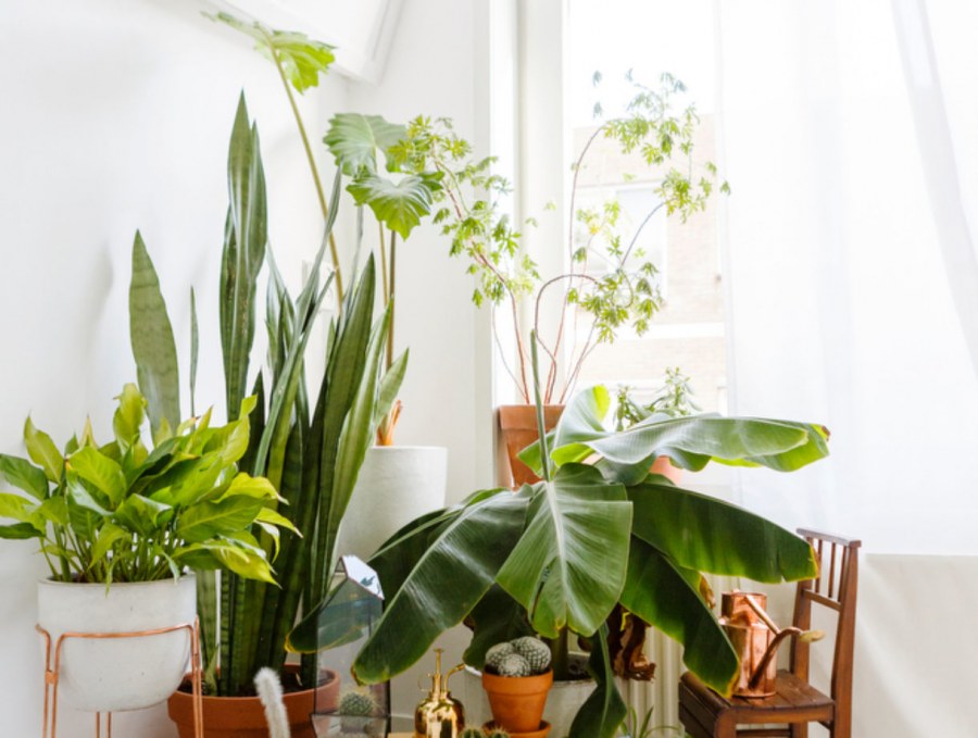 Интерьер с домашними растениями