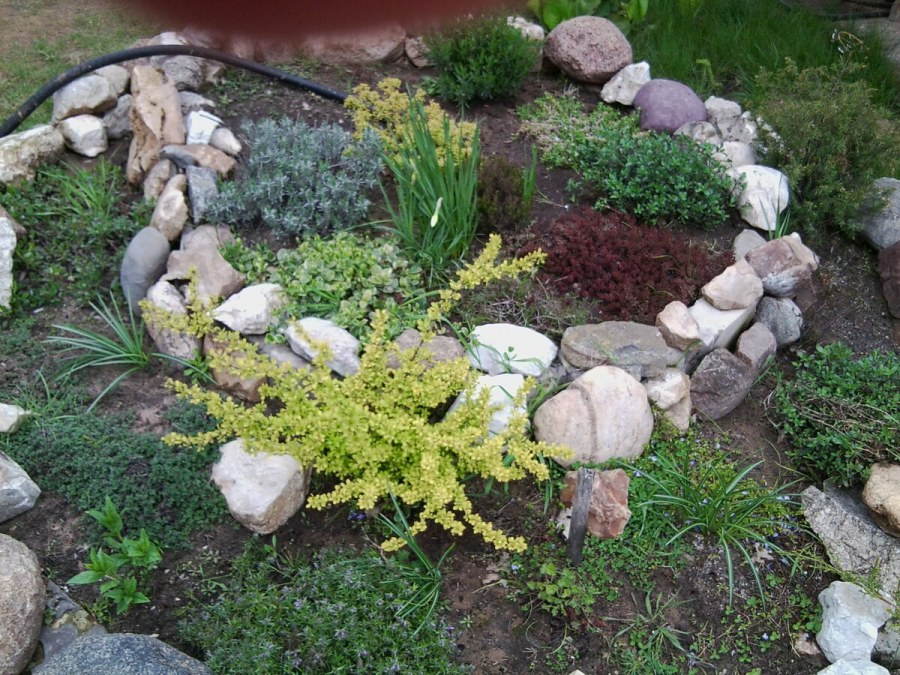 Альпийская горка в палисаднике