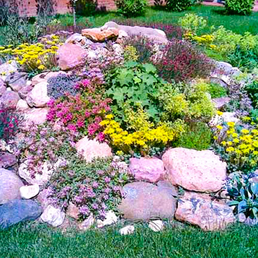 Растения альпинарии, Альпийская горка