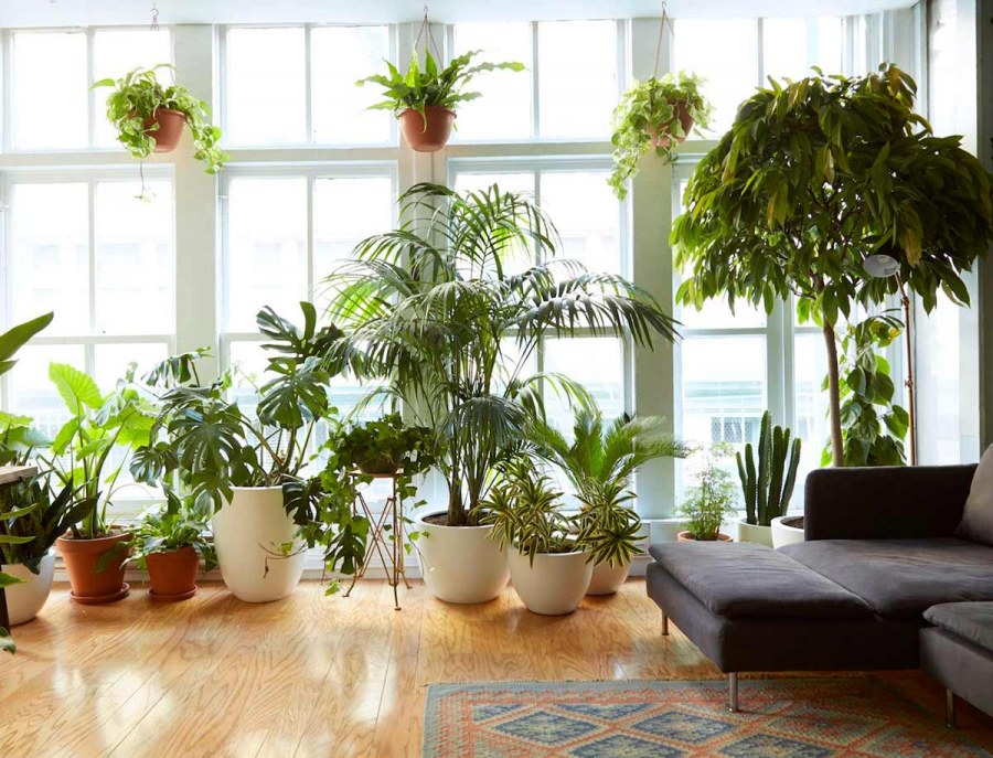 Домашнее растение