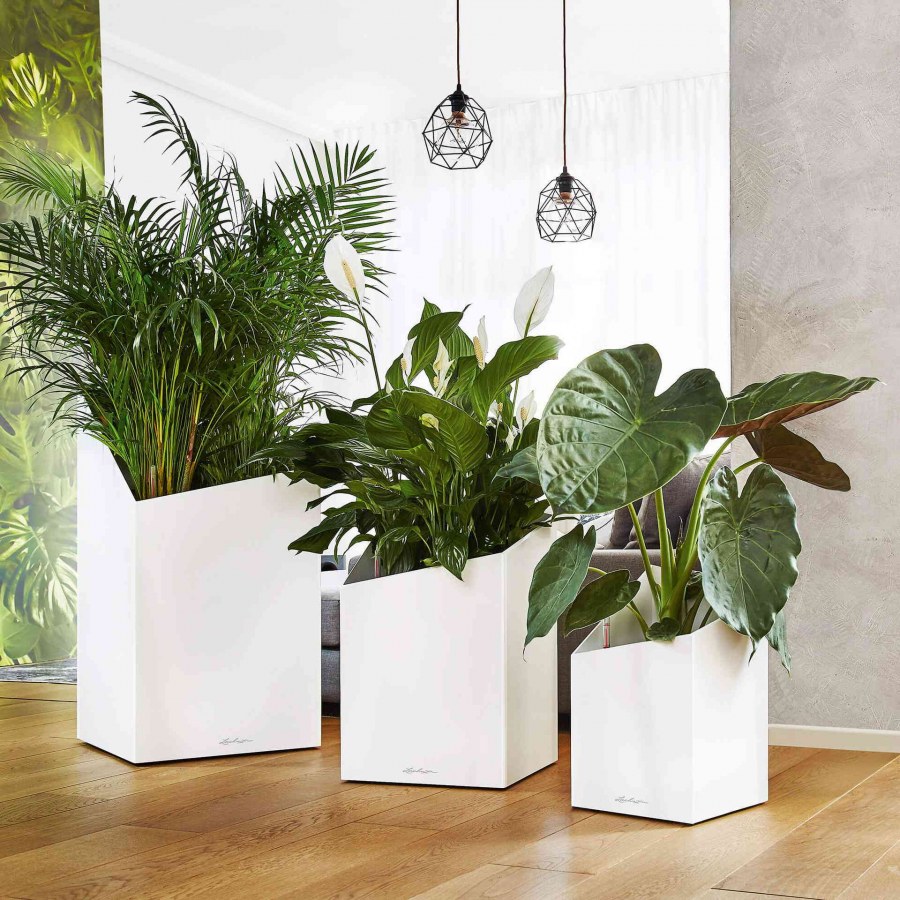 Юкка в кашпо Лечуза