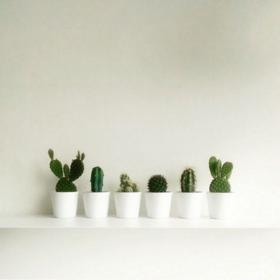 Cactus Indoor Decor